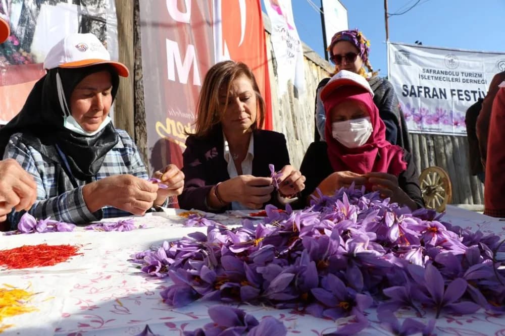 Festivalde çiçeklerden safran tellerinin ayıklanması